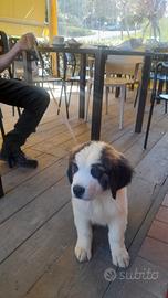 Cuccioli di San Bernardo a pelo lungo