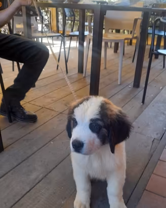 Cuccioli di San Bernardo a pelo lungo