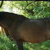 Mezza fida o fida completa