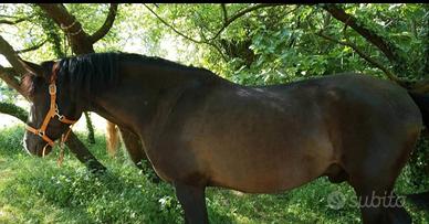 Mezza fida o fida completa