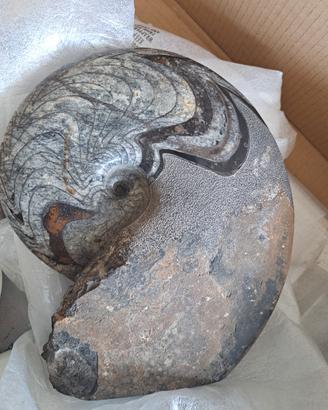 Soprammobile ammonite