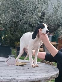 Cucciolo di ariegeois