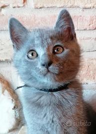 Gatti razza certosino