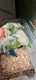 Baby parrocchetti monaci blu e verdi