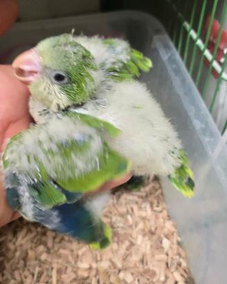 Baby parrocchetti monaci blu e verdi