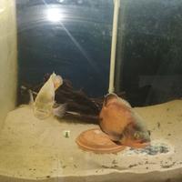 Oscar leggi annuncio