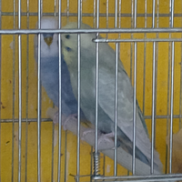 Cocorita maschio rainbow