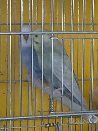 Cocorita maschio rainbow