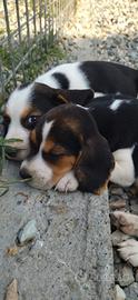Cuccioli di beagle tricolore