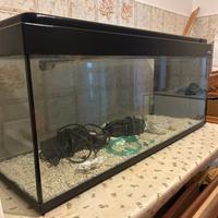 Acquario