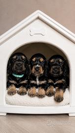 Cocker spaniel maschietti