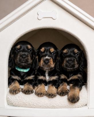 Cocker spaniel maschietti