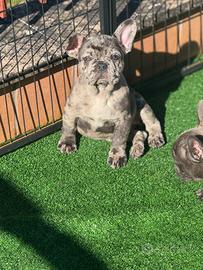 Cuccioli di bulldog francesi blue e merlè blue