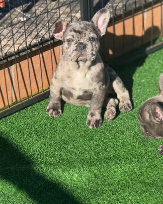 Cuccioli di bulldog francesi blue e merlè blue