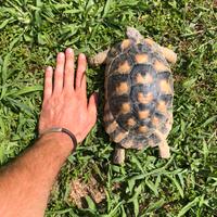 Marginata femmina 2016 con certificati