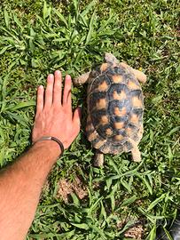 Marginata femmina 2016 con certificati