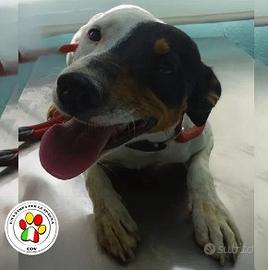 Maschio bodeguero - 2 anni circa