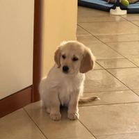 Golden Retriever femmina