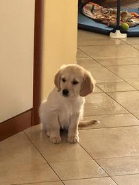 Golden Retriever femmina