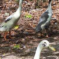 Anatre corritrici indiane