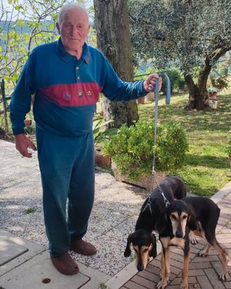 Segugi Italiani da caccia alla lepre addestrati