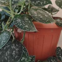 pianta di scindapsus