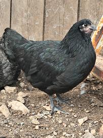Galline e galli austrolorp