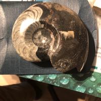 Fossile ammonite perfetta lucidata integra