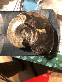 Fossile ammonite perfetta lucidata integra