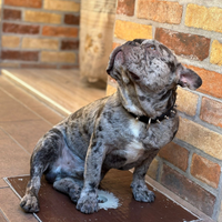 Cane bulldog francese