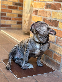 Cane bulldog francese