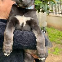 Adozione cuccioli femmina 3 mesi