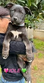 Adozione cuccioli femmina 3 mesi