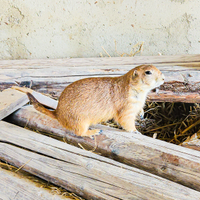 Cane della prateria molto docile