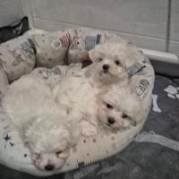 Maltese Toy
