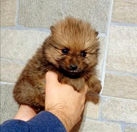 Volpino Pomerania