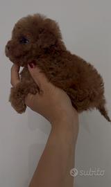 Barboncino Toy