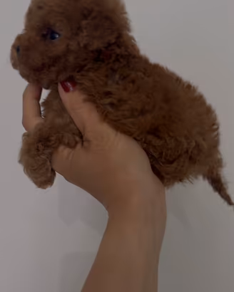 Barboncino Toy