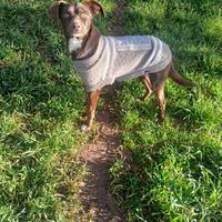 Cane Due anni 7 kg taglia piccola