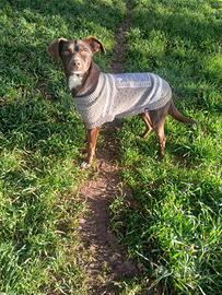 Cane Due anni 7 kg taglia piccola