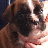 Boxer cuccioli