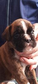 Boxer cuccioli