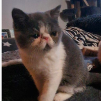 Cucciolo exotic shorthair