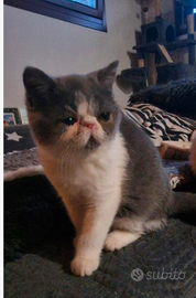 Cucciolo exotic shorthair