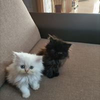 Cuccioli gatti persiani