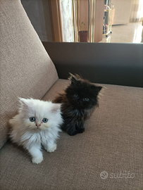 Cuccioli gatti persiani