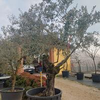 pianta di olivo