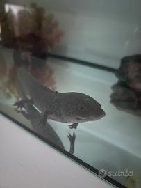 Axolotl nero di 2 anni dolcissimo ?