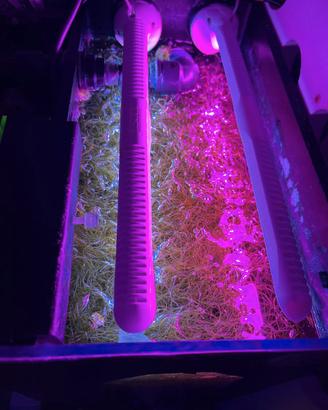 Alga Chaetomorpha per Refugium e Reattori ad Alghe