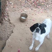 Cani da tartufo esperti